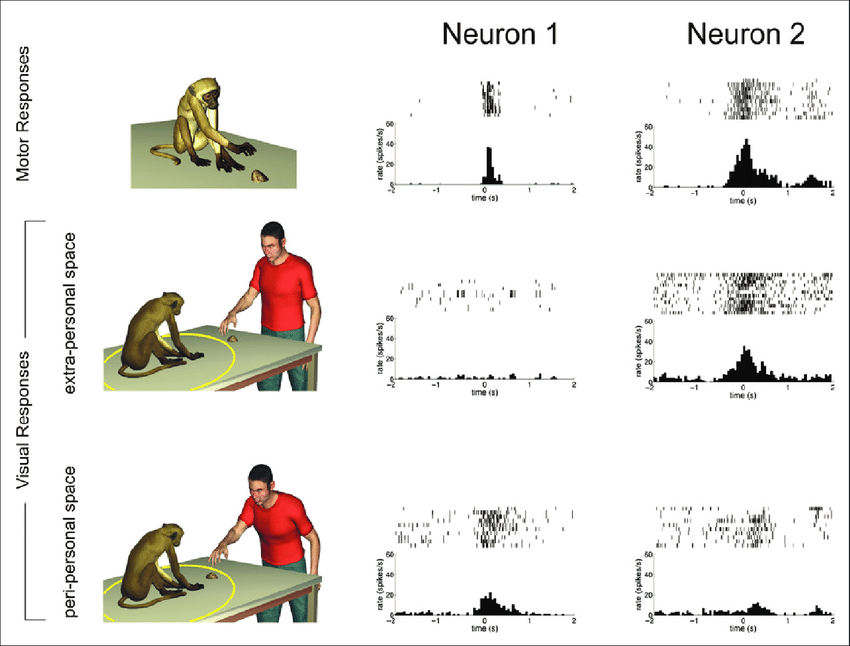 Mirror-neurons-encoding-the-spatial-position-of-an-observed-action-The-three-rows-show.png