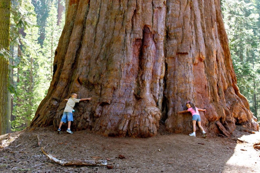 sequoiaForestCalifornia-1024x683.jpg