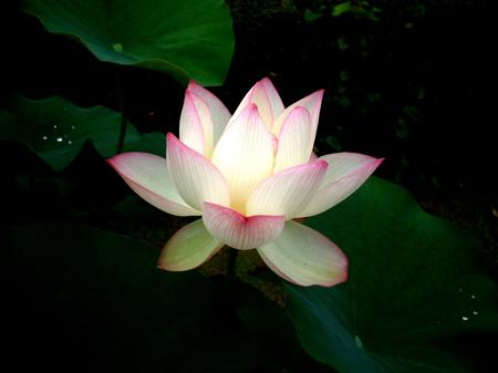 white-lotus-1552510.jpg