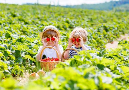 CF-BLOG_Berry-Picking_003_2000px.jpg