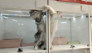 640 (2).gif