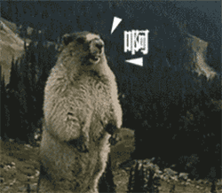 03930d59e23748a0ba7da3f0ec0d68c3.gif