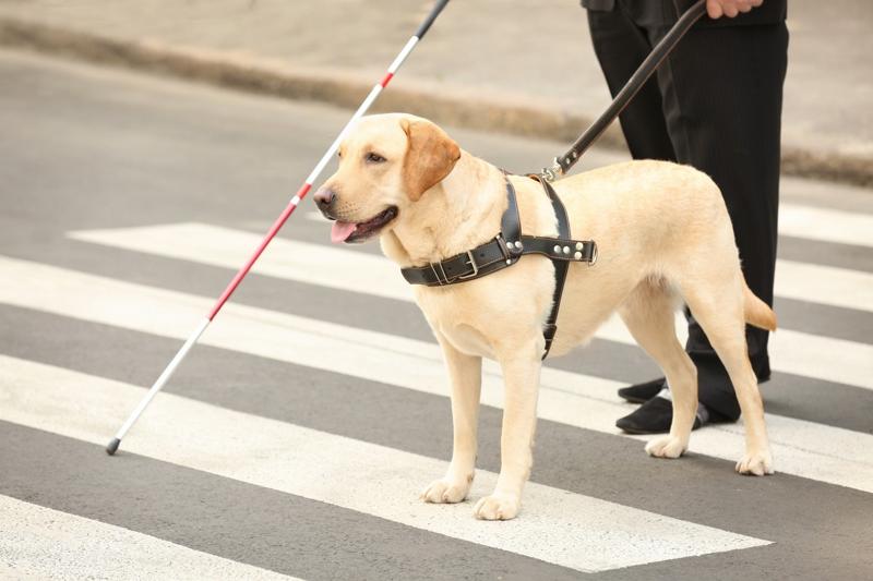 Guidedog0206.jpg