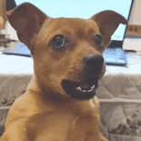 £.gif