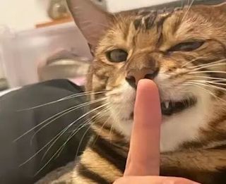 1095838247.jpg