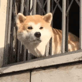 .gif