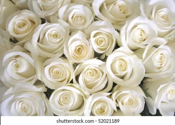 white-roses-background-260nw-52021189.jpg