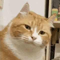 ��������.gif