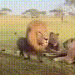 ��������.gif