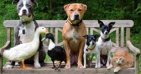 different-pet-animals.jpg