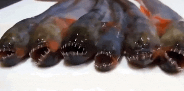 640 (3).gif
