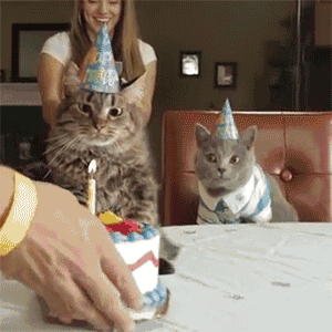 c7a9-fynwxum8110849.gif