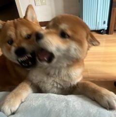 �������� | ��ʵ����ɥʬƬ����